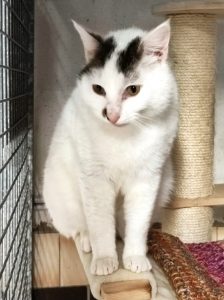 Pitou 2 PHOTO-2026-05-17-18-49-21 3