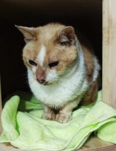 Ptitbout 2 IMG_8472