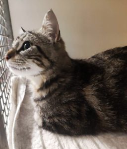 Simba IMG-20260603-WA0013