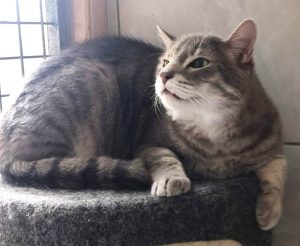Simba IMG-20260603-WA0015