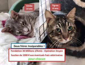 Simba Tigrou inséparables Opération Doyen