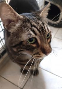 Tigrou 2 PHOTO-2026-06-14-19-29-32