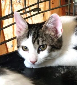 Boston 2 4 moisChaton tigré et blanc 739175454_877119308796356_3662545226340672325_n - Copie