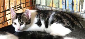Boston 4 moisChaton tigré et blanc 739175454_877119308796356_3662545226340672325_n