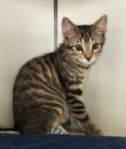 Brooklin_4mois_chaton